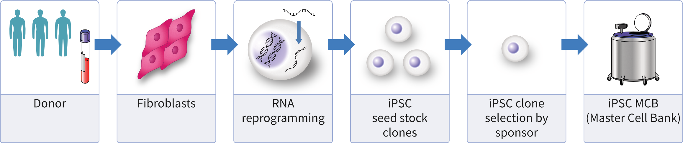 Clinical Stem Cell Service fig1