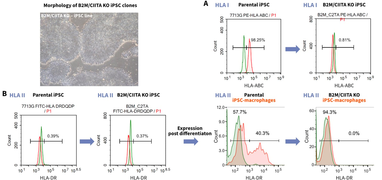 Clinical Stem Cells - B2M CIITA Knock Out Macrophages