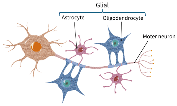 Clinical pipeline - iGRP - neural cell types