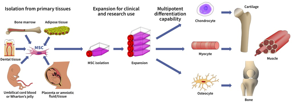 Clinical-MSC-service-figure-1