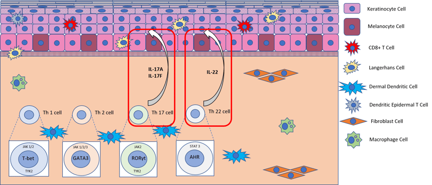 Diagram showing pathways activated by TH17 stimulation in human fresh tissue explants