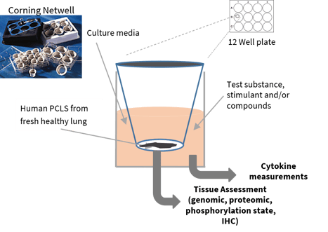 Diagram showing the set up for precision-cut lung slices or PCLS