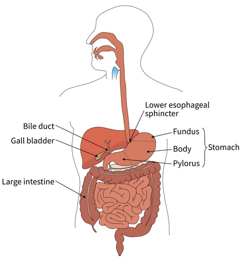 Understanding Intestinal Motility | Shaanxi Bloom Tech Understanding Intestinal Motility | Shaanxi Bloom Tech