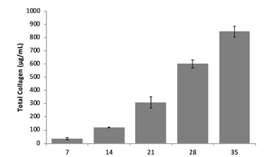 ECM deposition increases over time