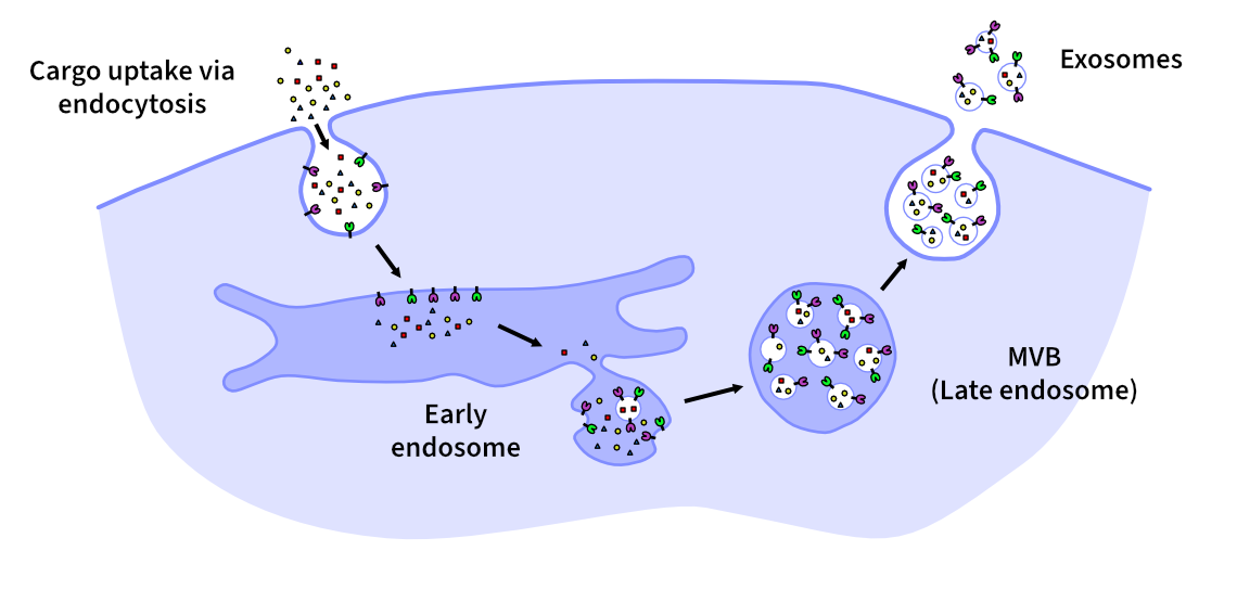 Exosome Biogensis & Secretion