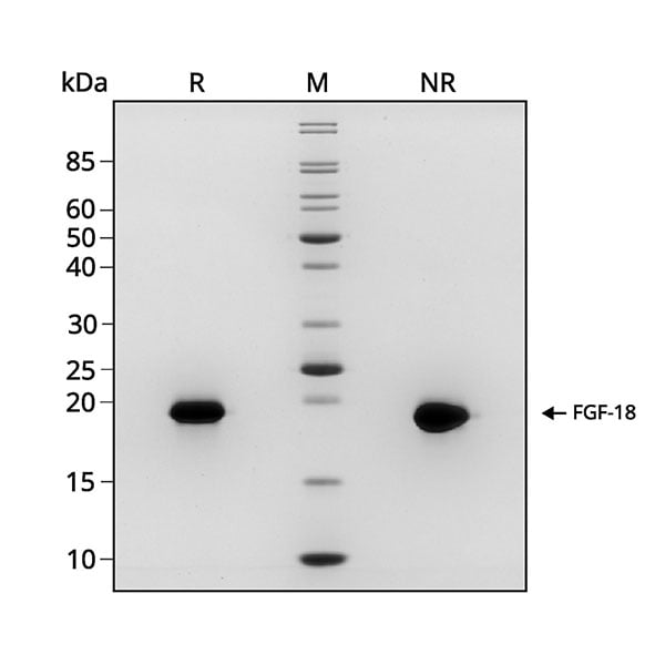 FGF18-gel_webres600