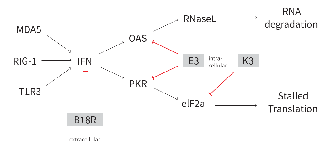 Diagram showing the mechanism by which StemRNA technology blocks the natural cell defence mechanisms against foreign RNA 