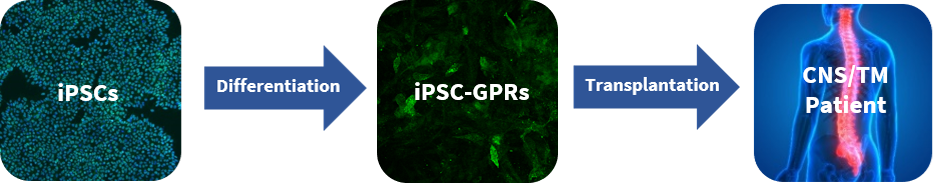 Flow diagram showing how iPSC-GPRs can be used therpeutically.