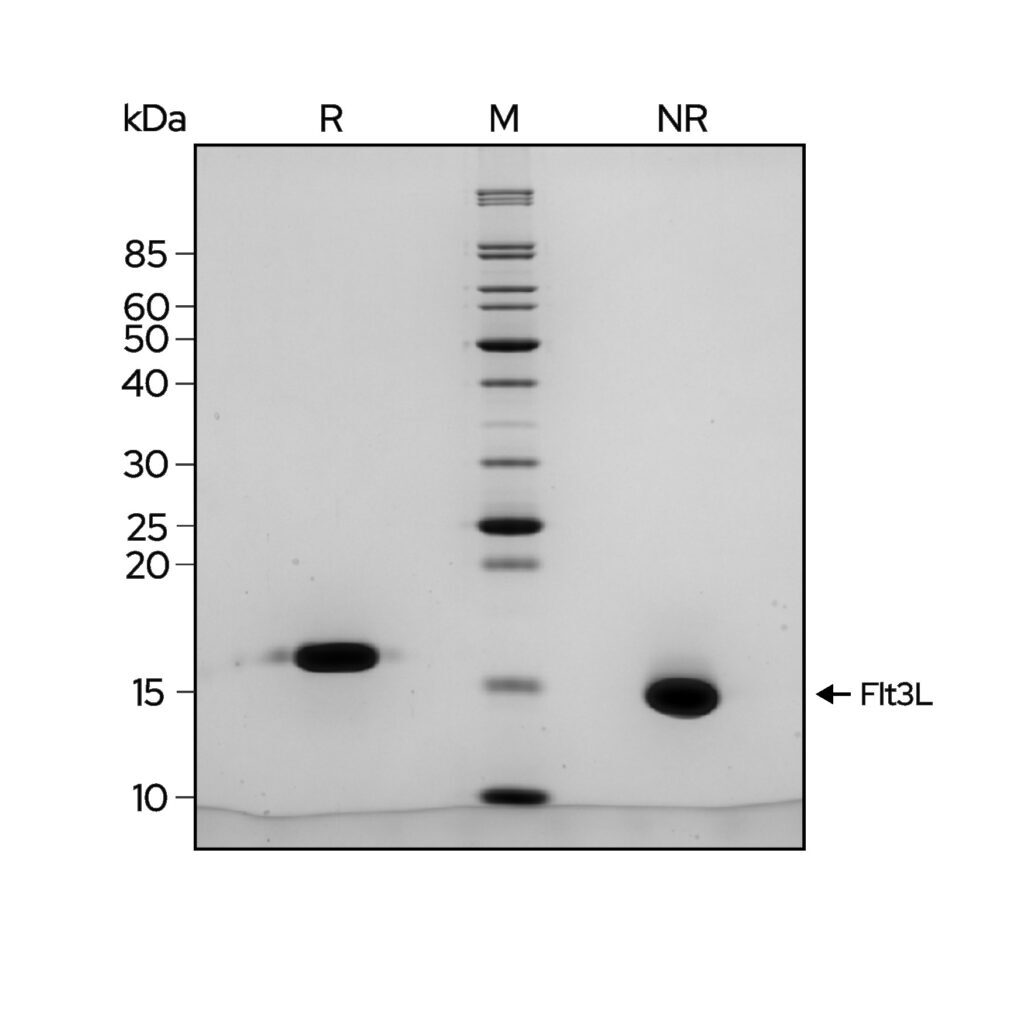 Flt3L-gel-image-1024x1024