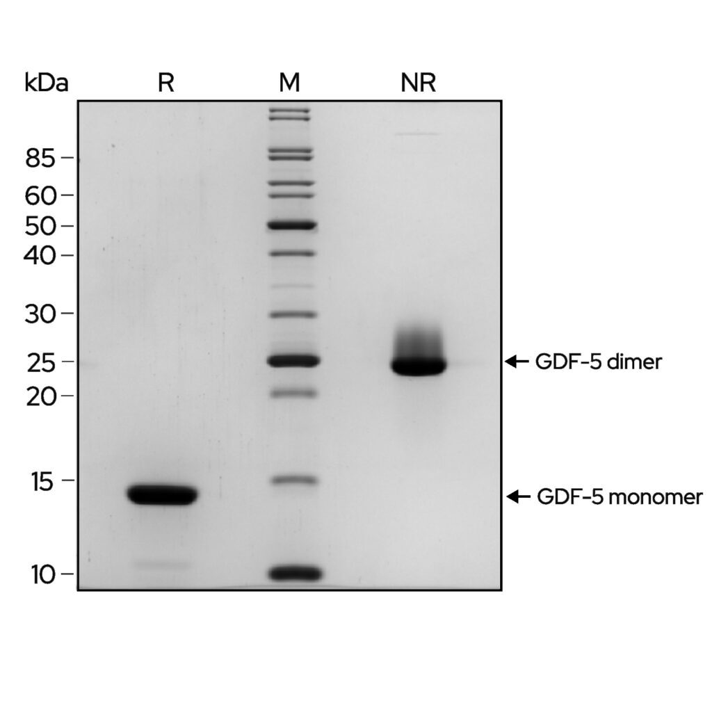 GDF-5-gel-image-1024x1024