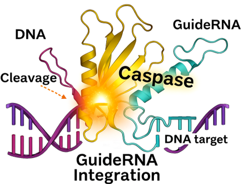 GE OpenCRISPR-1 image