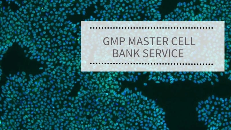GMP Master Cell Bank Service
