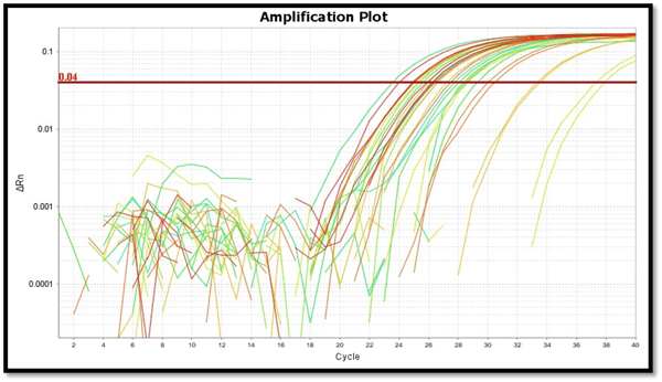 Graph: amplification of human specific gene Rnase P for quantitation of DNA