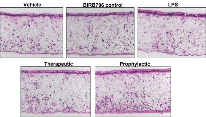 Histological assessment performed after drug treatments