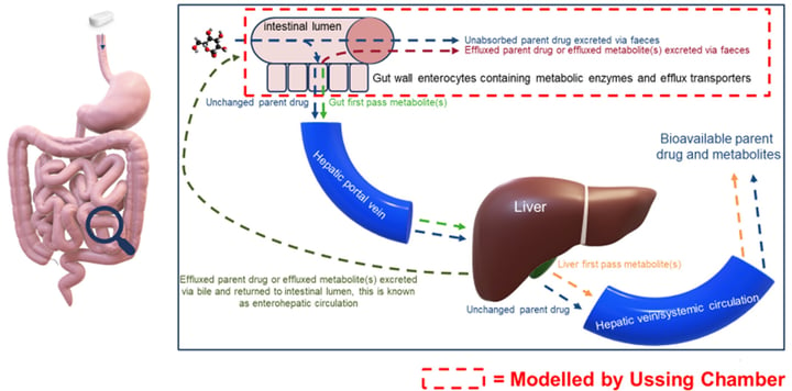 Human oral bio availability modelled by ussing chamber.png