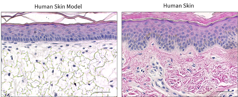 Bioengineered 3D Human Skin In Vitro Models