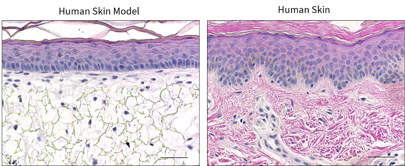 Human skin model made using Alvetex looks like real human skin