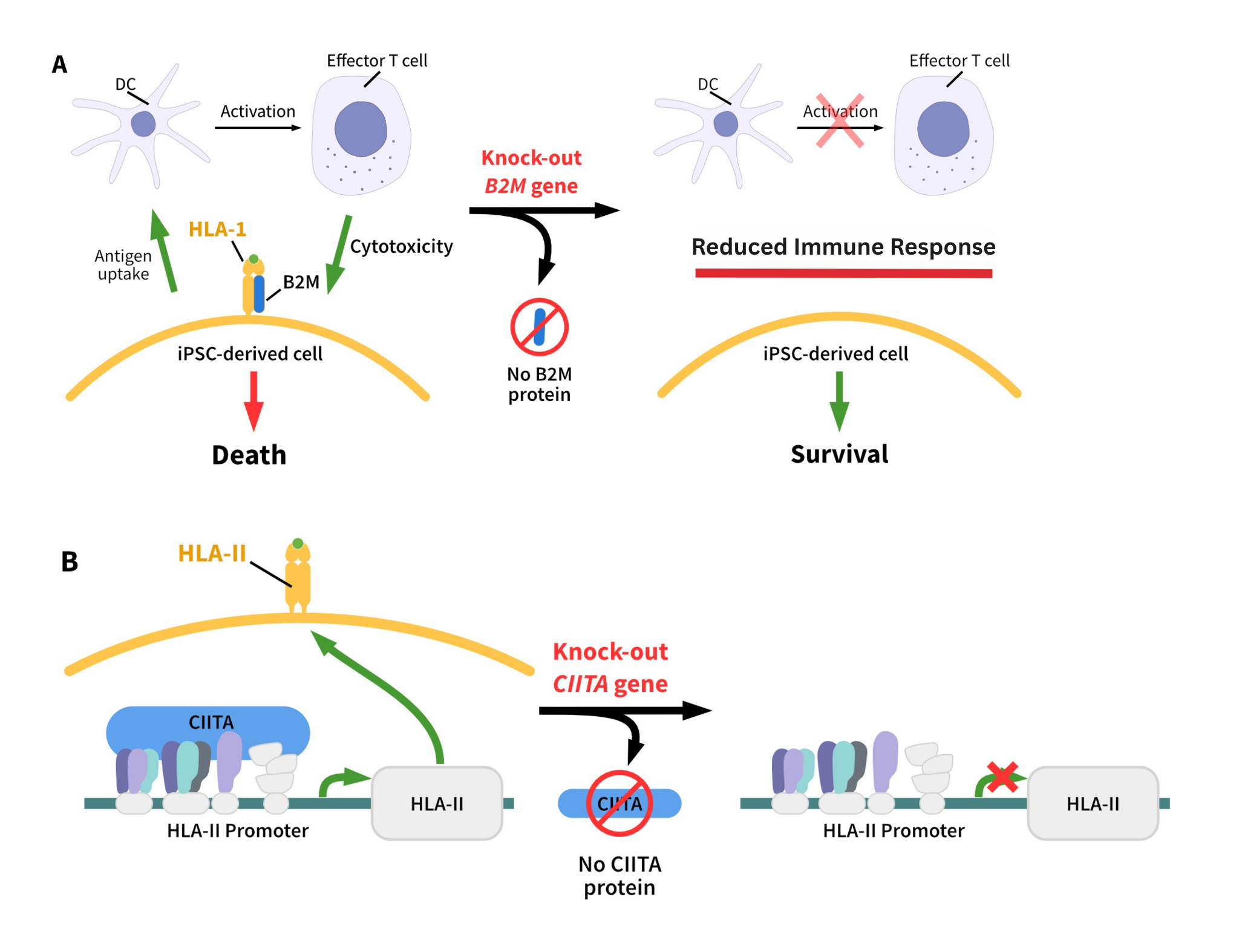Hypoimmune lines updated figure