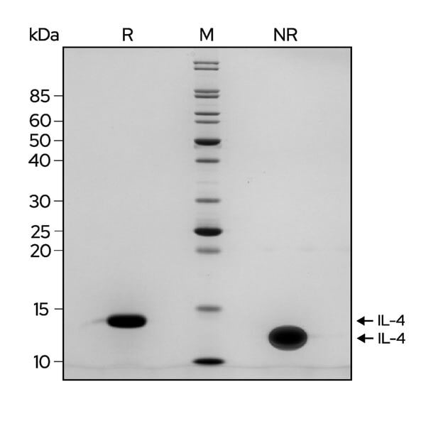 IL-4-Gel-web-600px