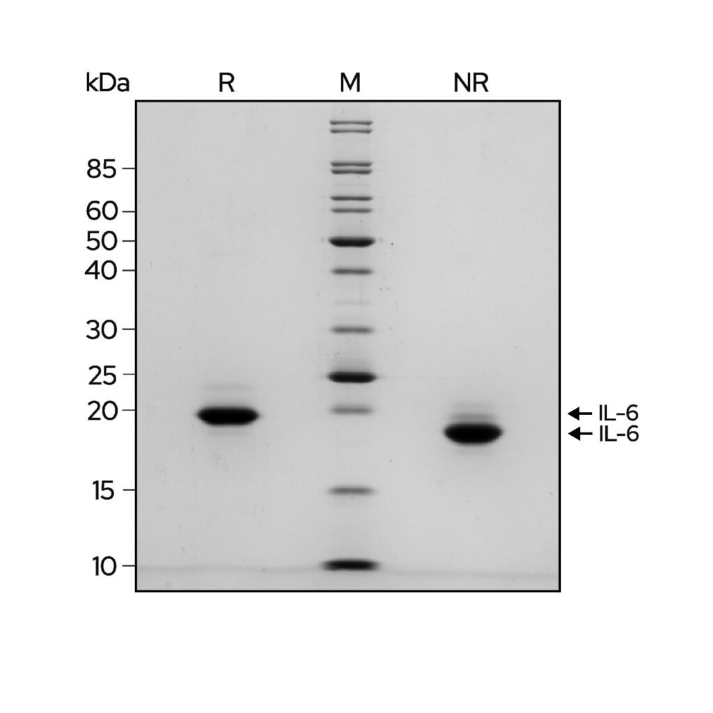 IL-6-Gel-1024x1024