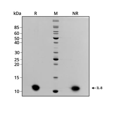 IL-8-gel-1024x1024