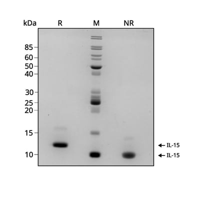 IL15-gel-1024x1024