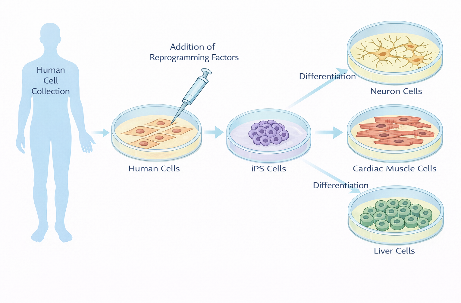 Investor Relations: REPROCELL's Growth Strategy