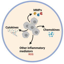 Inflammation