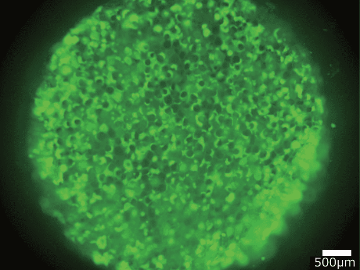 KKN-3D-HCB-pic02
