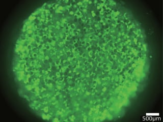 KKN-3D-HCB-pic01