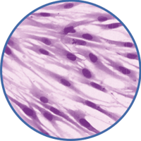 circle-fibroblasts