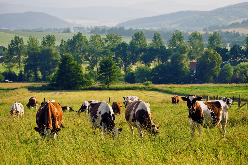 Livestock in a field (Canva image with a filter 800x533px)