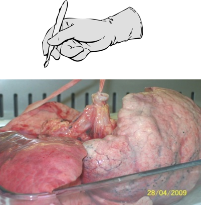 Lung tissue to create explants