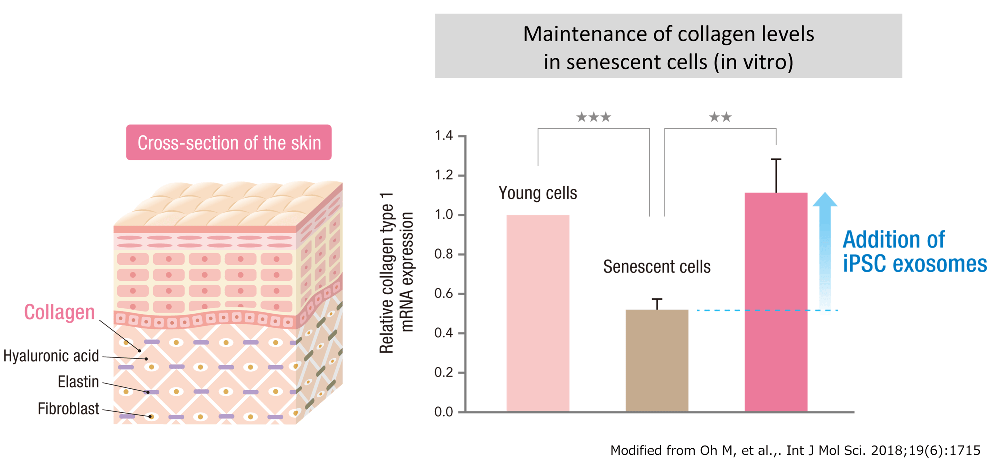 Maintenance of collagen levels in senescent cells (in vitro)-png