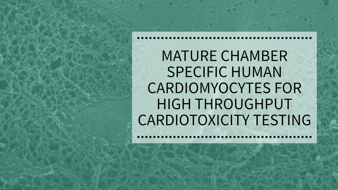 Mature chamber specific human cardiomyocytes video cover