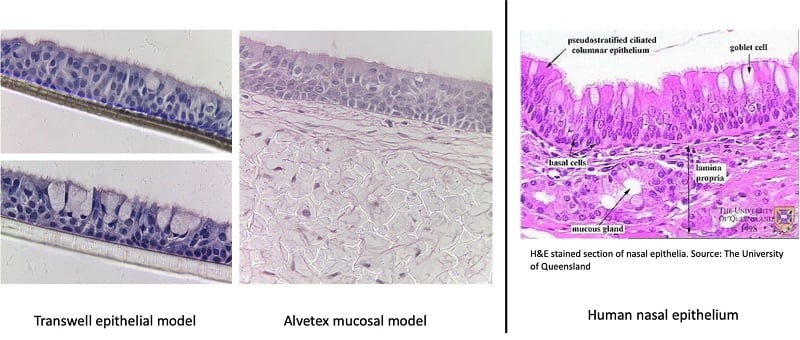 Nasal mucosa recreated using Alvetex scaffold