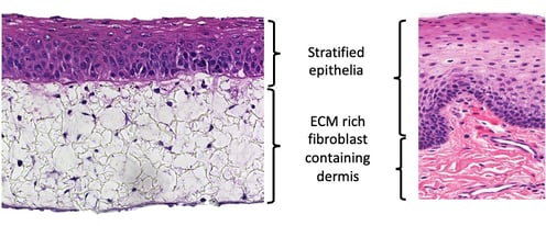 Oral or buccal mucosa recreated using Alvetex scaffold