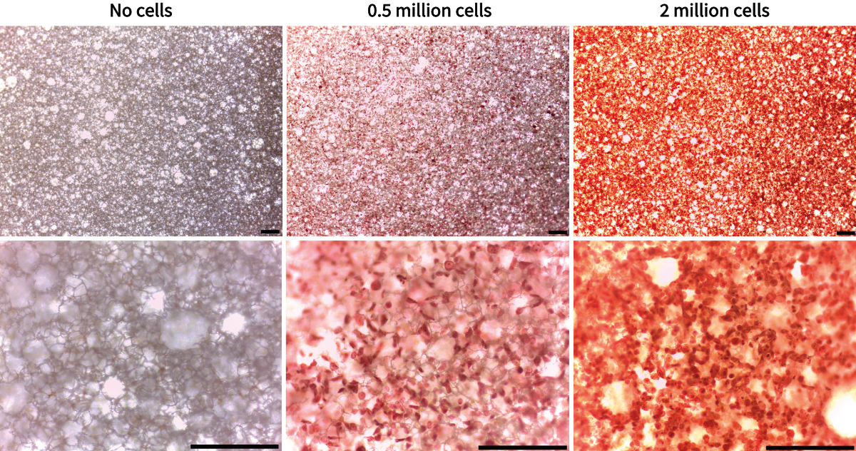 PR-ALVETEX-SCAFFOLD-D001_fig-01