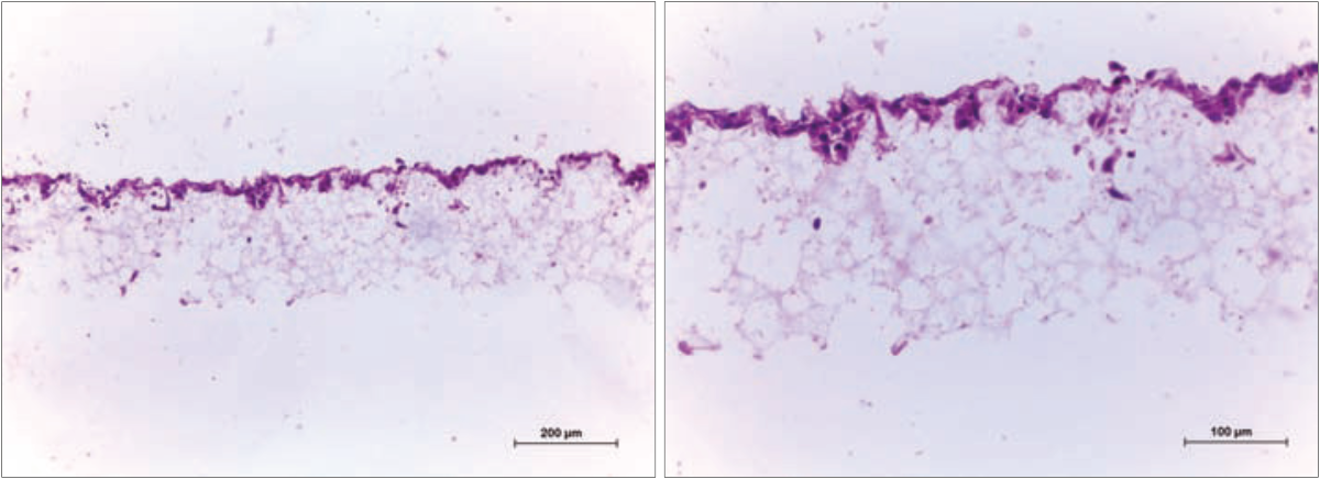 PR-ALVETEX-SCAFFOLD-D003_fig-10