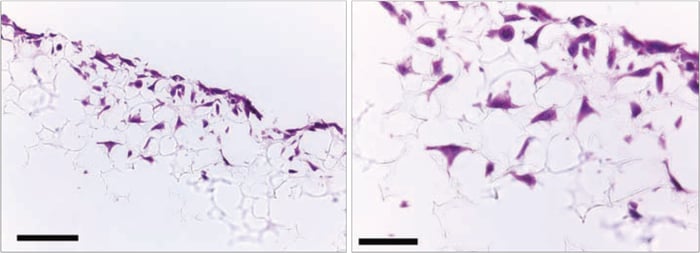 PR-ALVETEX-SCAFFOLD-D003_fig-12