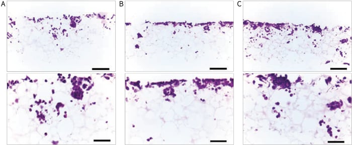 PR-ALVETEX-SCAFFOLD-D003_fig-14