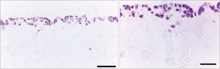 PR-ALVETEX-SCAFFOLD-D003_fig-16