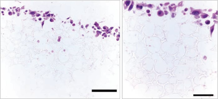 PR-ALVETEX-SCAFFOLD-D003_fig-18