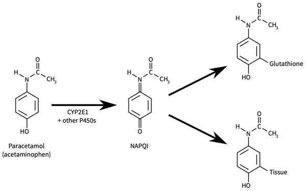 PR-ALVETEX-SCAFFOLD-D003_fig-23