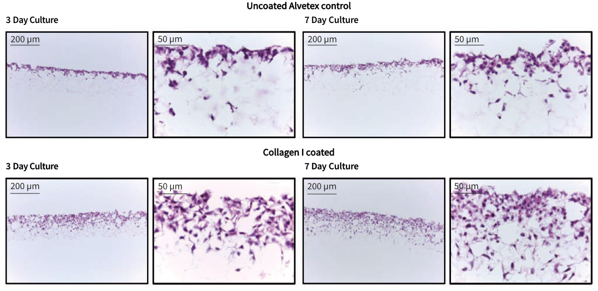 Alvetex Scaffold Protocol Collagen I Coating