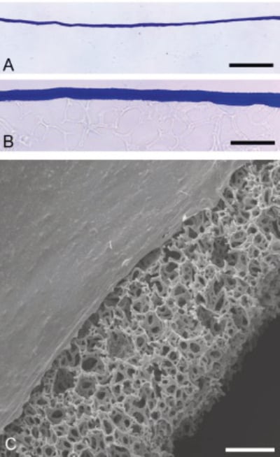 PR-ALVETEX-SCAFFOLD-D008_fig-01