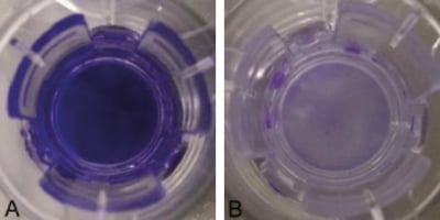 PR-ALVETEX-SCAFFOLD-D008_fig-02