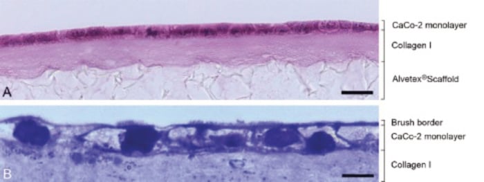 PR-ALVETEX-SCAFFOLD-D008_fig-04