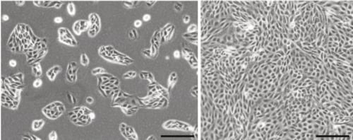 PR-ALVETEX-SCAFFOLD-D013_fig-01