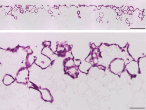 PR-ALVETEX-SCAFFOLD-D013_fig-02